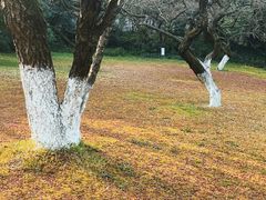 -杭州植物园