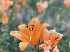 -径山花海