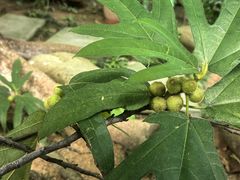 -广州神农草堂中医药博物馆