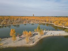 -金塔沙漠胡杨林景区