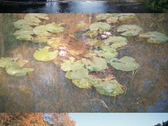 -云溪植物园