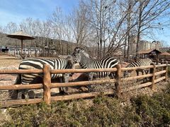 -大连森林动物园