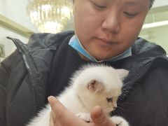 -糯米喵星人总部直营旗舰店·猫舍·幼猫出售