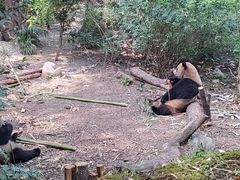 -成都大熊猫繁育研究基地