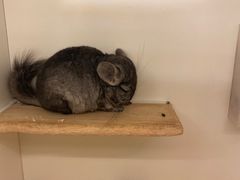 -龙猫仔乐园(惠福东路店)