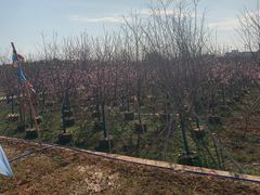 -天适樱花悠乐园