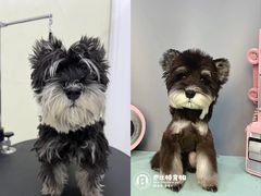 -BABIT巴比特宠物(MOMOPARK店)