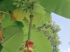 -云溪植物园