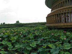 -荷塘月色湿地公园·向阳花洲