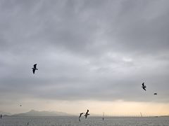 -深圳湾公园(南山区)