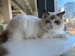 -怪兽屋·羊驼·猫咖·狗咖(俊华广场店)