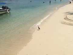 -东姑阿都拉曼海洋公园