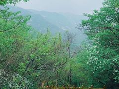 -大岭沟猕猴桃谷风景区