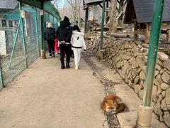 -宫城藏王狐狸村