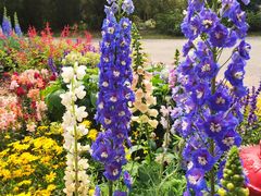 -深圳国际园林花卉博览园