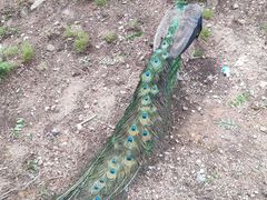 -西霞口神雕山野生动物世界