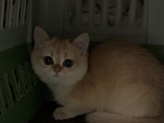 -瑞派宠物医院·犬猫全科·猫友好(宾水西道店)