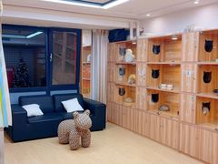 -猫十亿·布偶金渐层·曼基康矮脚猫舍(青年路店)