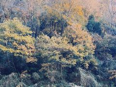 -黔灵山公园