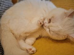 -猫咖时代(中山亭店)