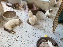 -喵喵咪呀布偶猫咖(春熙路店)