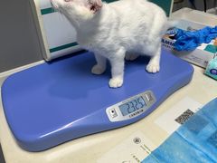 -关爱宠物医院·猫科中心·消化科(滨湖万达分院)