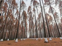 -黄海国家森林公园