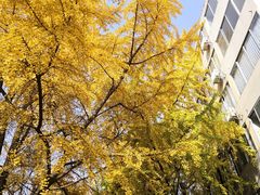 -四川大学(华西校区)