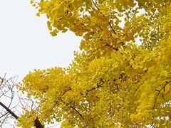 -三里屯东五街银杏大道