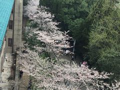 -武汉大学-樱园