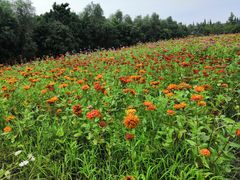 -同里国家湿地公园