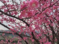 -径山花海