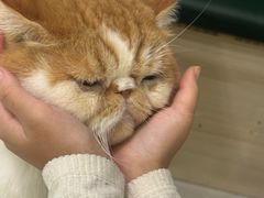 -安格丽娜·狗咖·猫咖羊驼咖(春熙路百盛商场店)