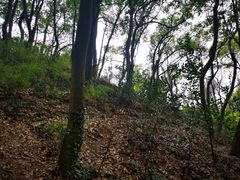 -苏州上方山国家森林公园