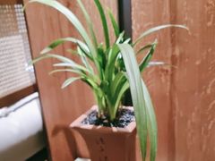 -南堂小馆·川菜馆(德商国际店)