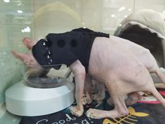 -糯米喵星人·撸猫猫舍咖啡馆(西市场嘉华店)