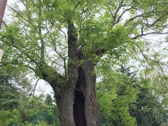 -石老人观光园