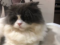 -李小姐の猫咖啡馆(五角场店)