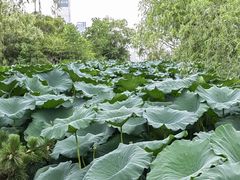 -天鹅湖体育公园