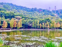 -顺峰山公园