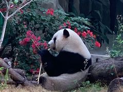 -灵玲国际马戏城