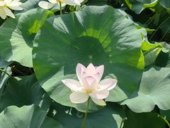-莲花池公园
