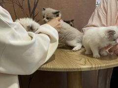 -楼上猫咖(罗湖店)