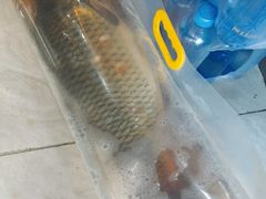 -老渔翁笨锅炖(迎宾路总店)