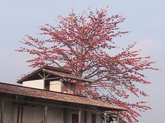 -喜洲吧·江畔老船厂·庭院餐厅(喜临院店)
