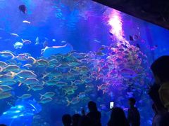 -芜湖新华联大白鲸海洋公园