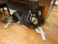 -more than meow吴止猫主题餐厅(承德 中船汇店)