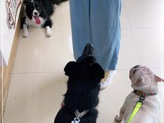 -汪说喵讲宠物乐园宠物酒店(红星美凯龙店)