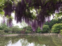 -嘉定紫藤园