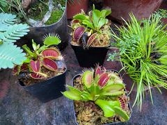 -金陵花卉交易市场